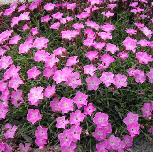 Dianthus bourboule plant - bourboule,