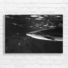 Tropical Sea Fish Lone Shark