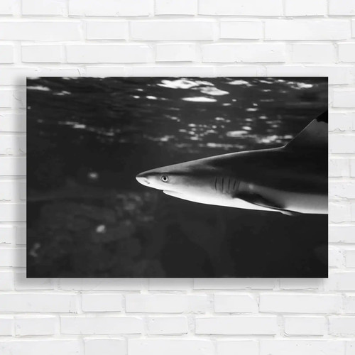 Tropical sea fish lone shark - tropical,