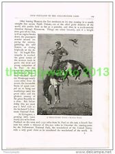 'BRONCO BUSTER' RIDNG A BUCKING HORSE, USA, BOOK ILLUSTRATION (PRINT) 1891