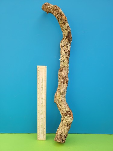 Cork bark branch 54cm - branch,