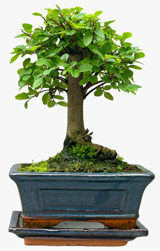 Broom style chinese elm - style,