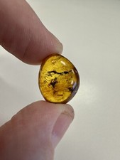 Baltic Amber With Mosquito