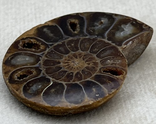 Polished ammonite fossil half - ammonite,