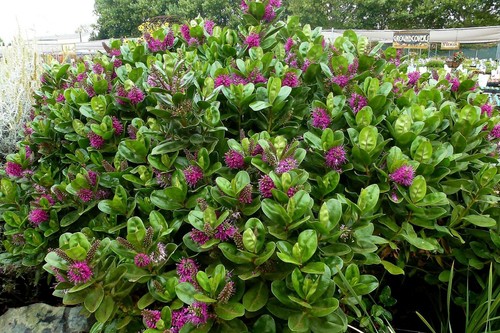 Hebe speciosa outdoor hardy - hebe,
