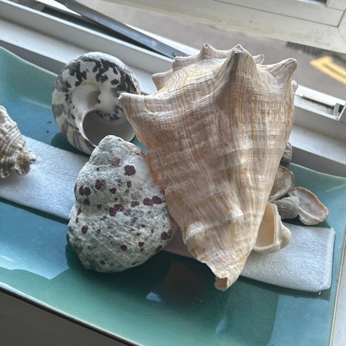 Large decorative sea shell - 💡large,