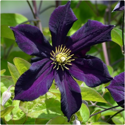 Clematis romantika x - clematis,