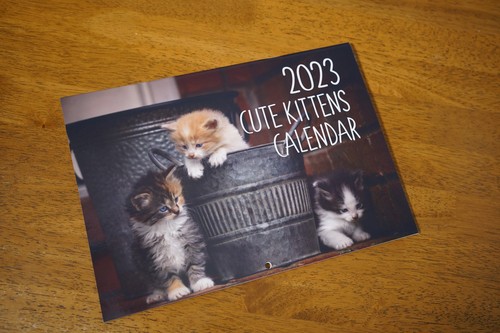 Cute cats kittens - cats,