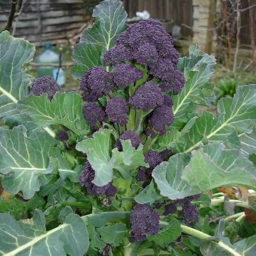 Purple sprouting broccoli - sprouting, x6