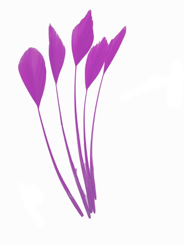 Long fascinators feathers - long,