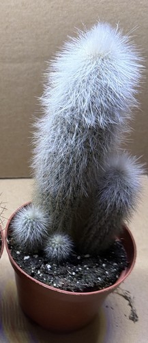 Cleistocactus strausii - ,