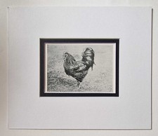 SPORT & GENERAL Orpington Cockerel, 1918 Poultry Chicken Farming Photo Print