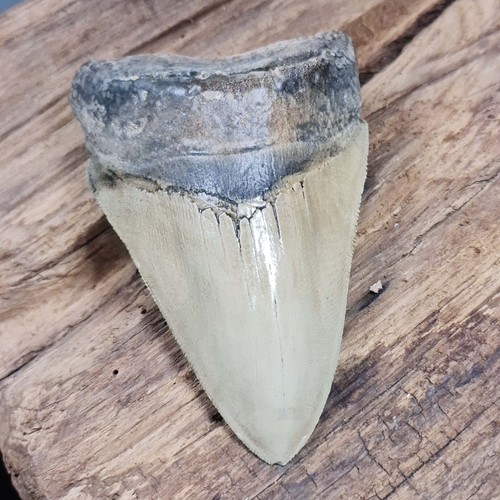 Megalodon fossil shark - megalodon,