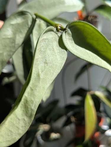 Hoya pandurata silver node - hoya,