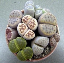 Lithops living stones - /,