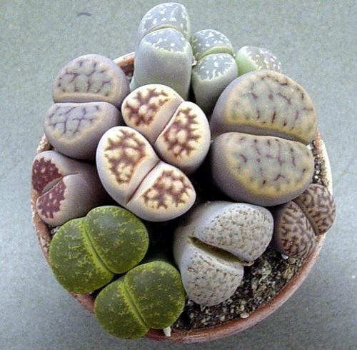 Lithops living stones 50 - lithops, 50+