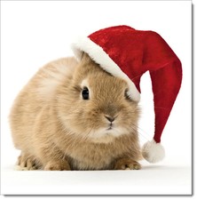 Doodlecards Christmas Card Baby Bunny Rabbit in Santa's Hat