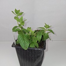 Potted Mint Plant Organic Herb Grow Your Own Plant Garden Ready Indoor Outdoor