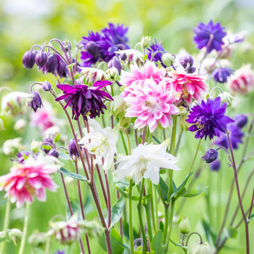 Aquilegia barlow mixed seeds - aquilegia, mixed'