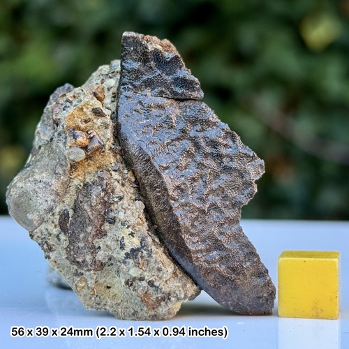 Large fossil reptile bone - large,