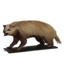 Erythristic European Badger