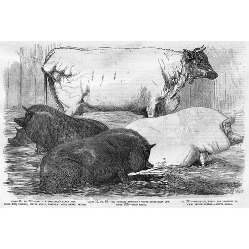 Smithfield club prize - prize, cattle