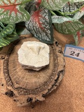 Genuine Fossil Otodus Shark