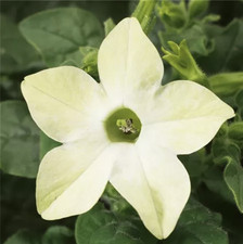 Nicotiana lime woodland giant - woodland,