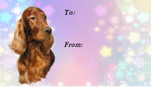 Irish red setter - irish, dog