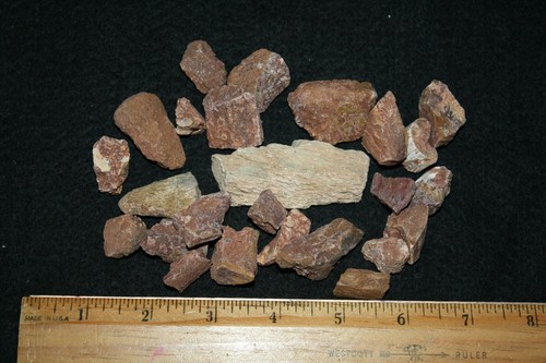 Triassic bull canyon dinosaur - triassic,