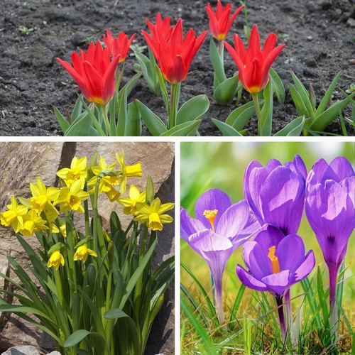 Dwarf spring flowering - dwarf,