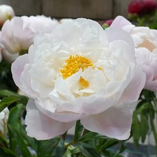 Peony Miss America Hardy
