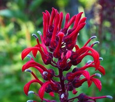 LOBELIA TUPA HARDY PERENNIAL
