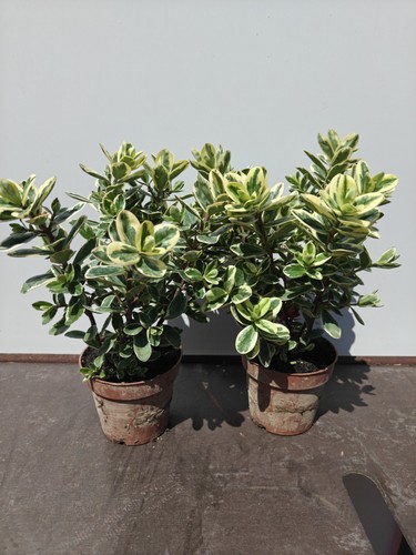 Variegated hebe 1l pot - hebe, in