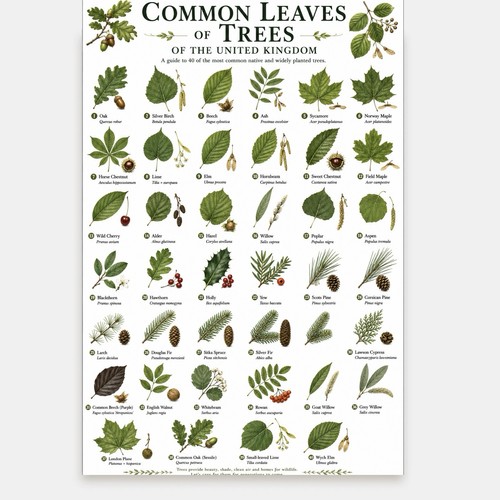 Common leaves trees a4 - trees, uk