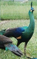 p1 Java Green Peacock Egg