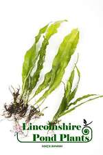 Java Fern - 1 - 100 Plants -