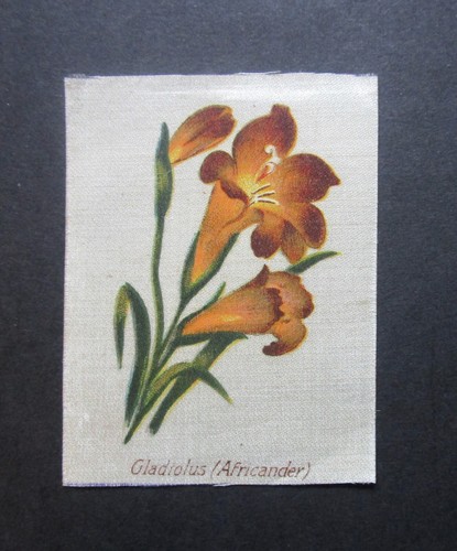United tobacco 1913 medium - ,