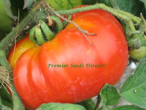 Italian tomato costoluto - tomato,