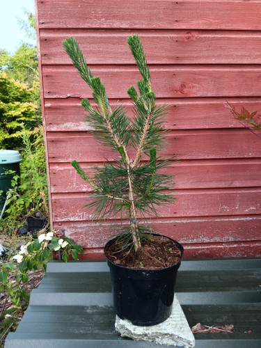 Pinus thunbergii japanese - thunbergii,
