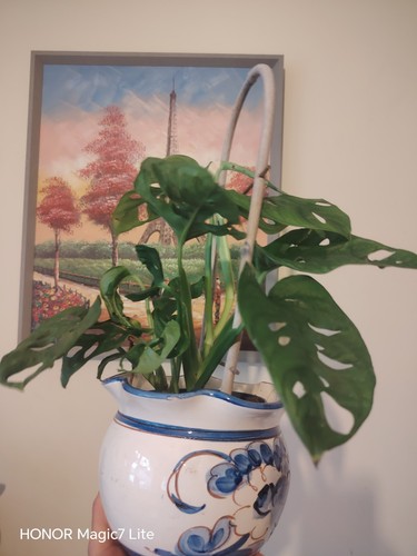 Monstera obliqua houseplant - monstera,