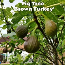 Fig Tree 'Brown Turkey'