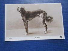 Dog Postcard - "The Saluki"