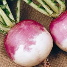 Turnip Purple Top White Globe Seeds 
