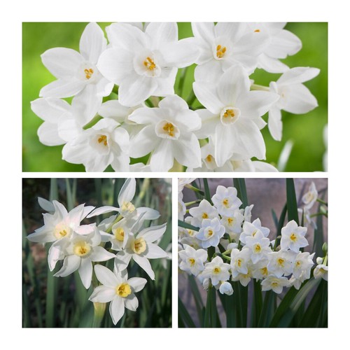 Narcissus paperwhites 10 - narcissus,
