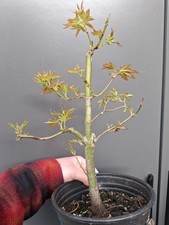 part trained Japanese maple
