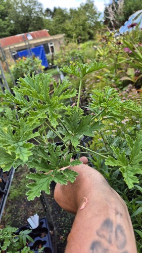 Pelargonium graveolens true - pelargonium,