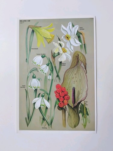 Vintage snowdrops daffodil - vintage,