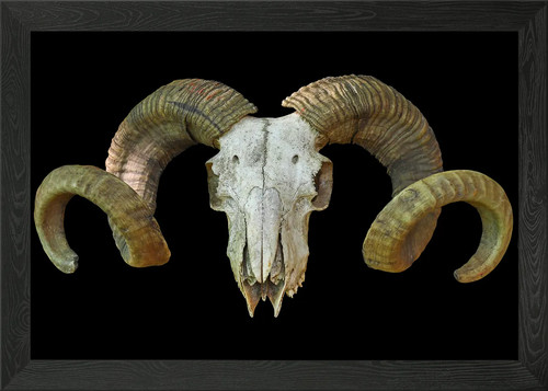 Ram skull framed wall art - ram,