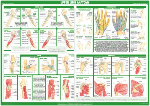 Joint anatomy poster upper - anatomy, |